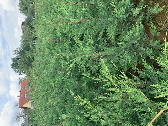 Leylandi (Leighton Green) ciprus